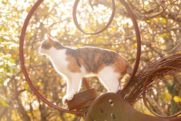 Foto close-up di un gatto sull'albero