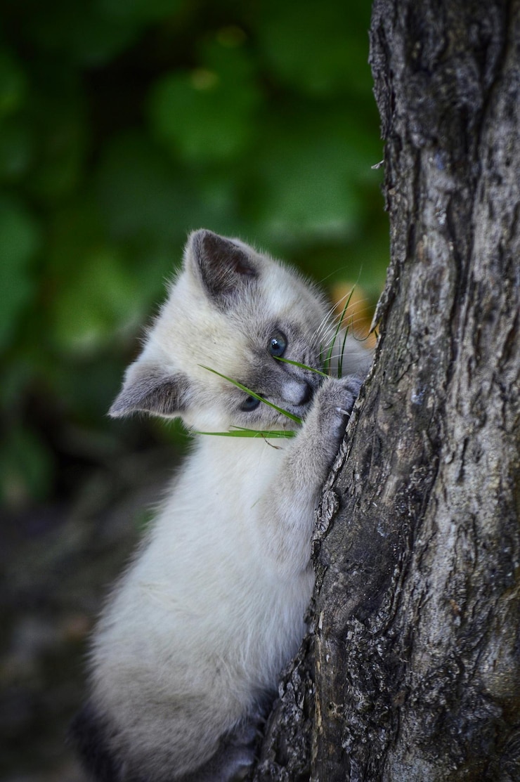 Фотография клоуз-ап кошки на дереве