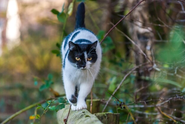 Photo close-up of cat on tree