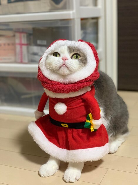 Photo close-up of cat wearing santa costume