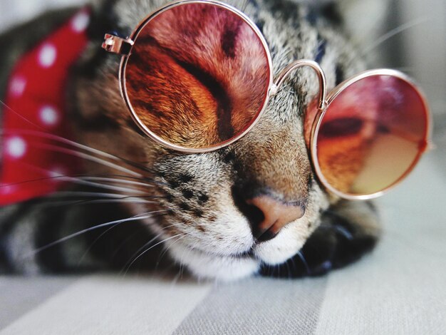 Photo close-up of cat wearing sunglasses while lying on bed