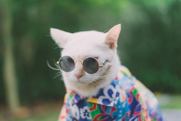 close-up of cat wearing sunglasses