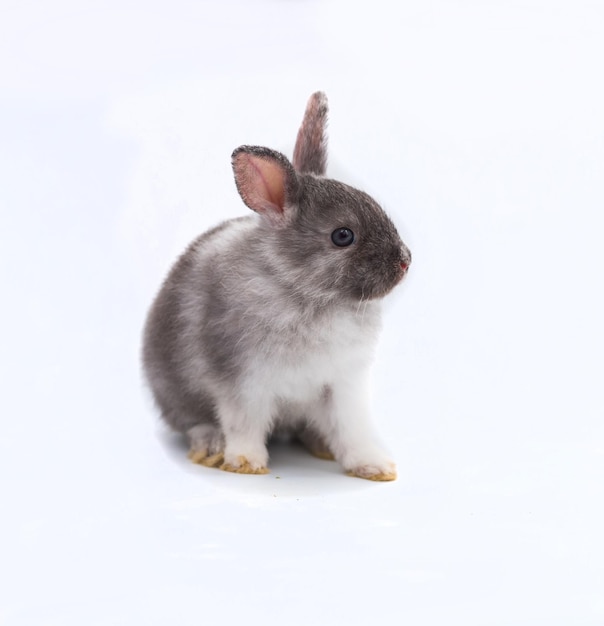 Close-up of a cat over white background