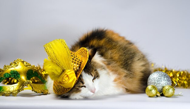 Close-up of a cat over white background