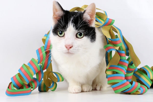 白い背景の上にカラフルなリボンが付いている猫のクローズアップ