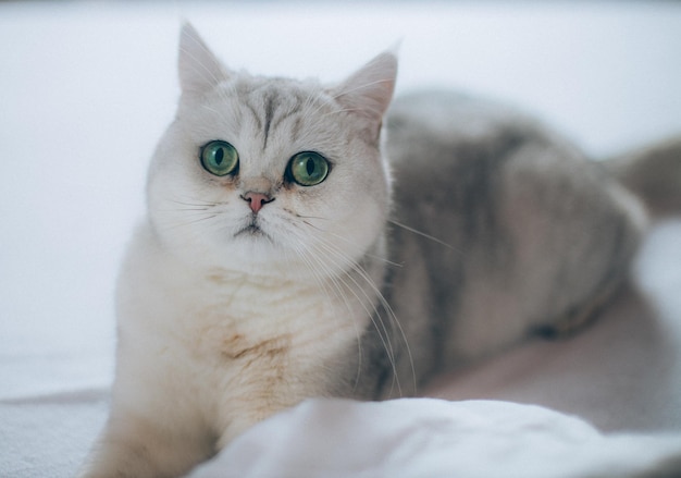 Photo close-up of cat with copy space