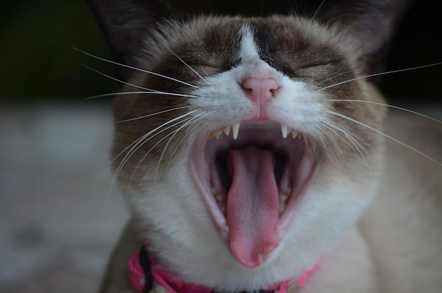 Foto close-up di un gatto con gli occhi chiusi