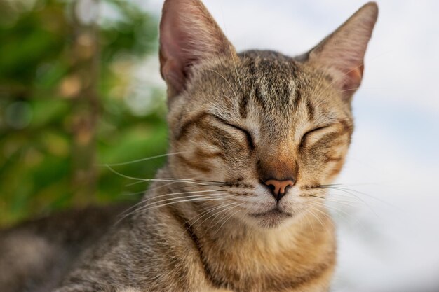 Close-up of a cat with eyes closed