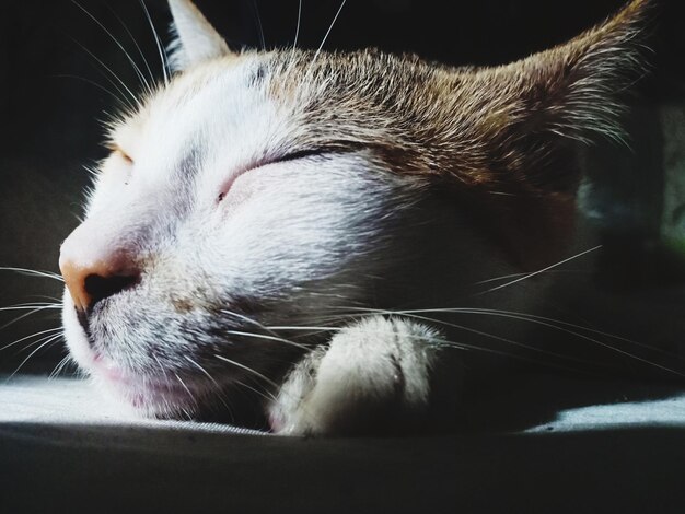 Close-up of cat with eyes closed