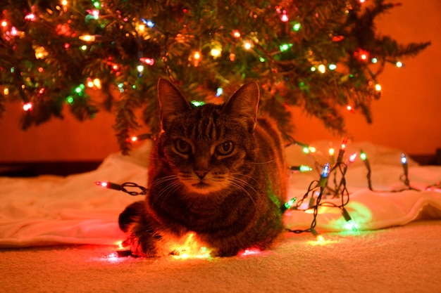 Foto close-up di un gatto con un albero di natale illuminato di notte