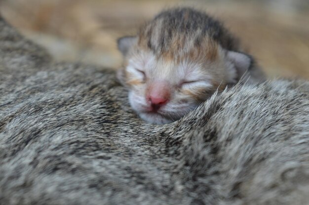 Photo close-up of cat with infant