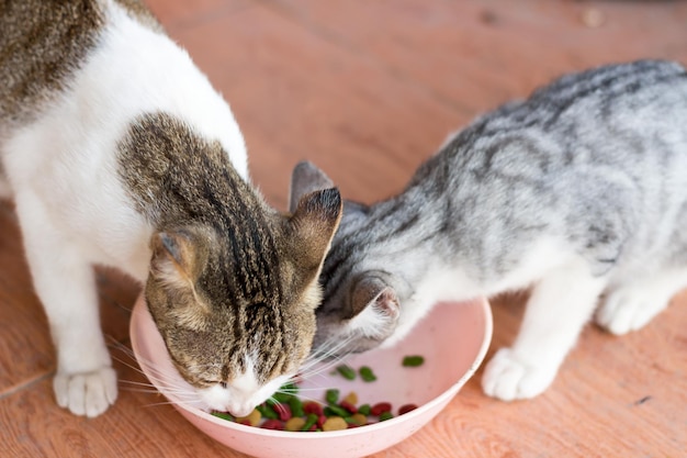 猫と子猫のクローズアップ