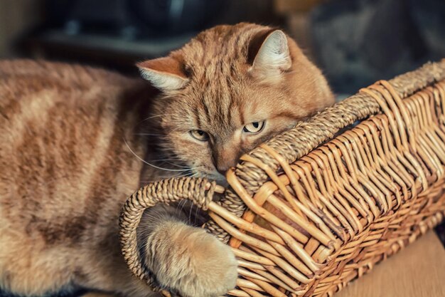 Foto close-up di un gatto con un cesto di vimini