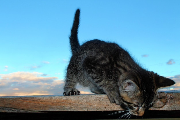 Foto close-up di un gatto sul legno contro il cielo blu