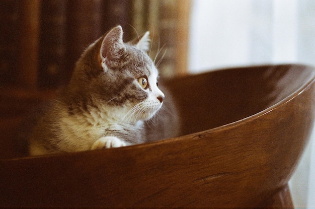 家で木製の椅子に座っている猫のクローズアップ