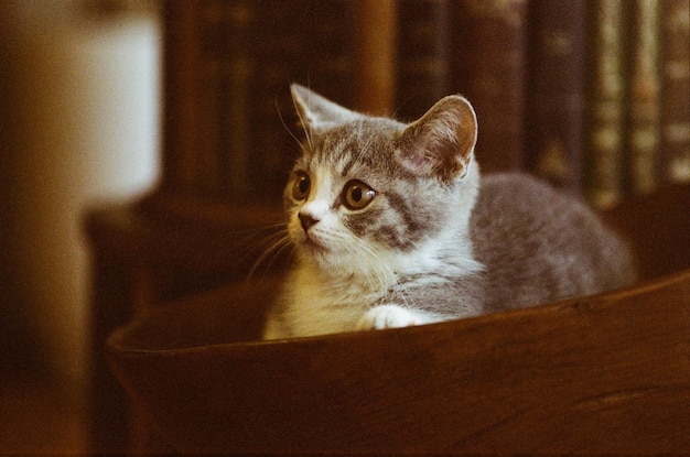 家で木製の椅子に座っている猫のクローズアップ