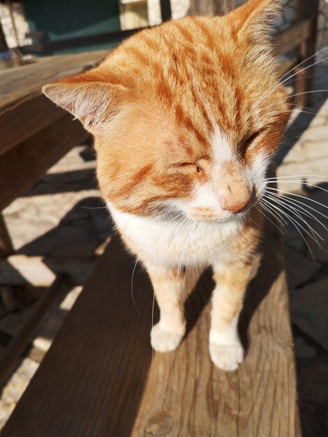 Photo close-up of cat on wooden table