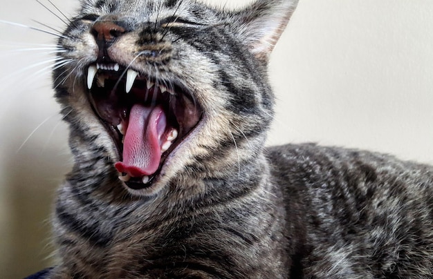 Photo close-up of cat yawning at home