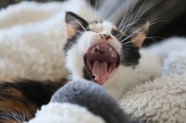 Photo close-up of cat yawning at home