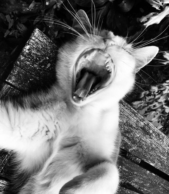 Photo close-up of cat yawning outdoors