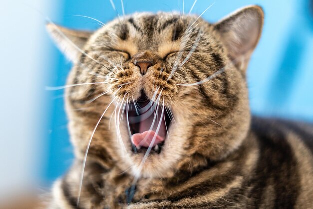 Foto close-up di un gatto che sbadiglia