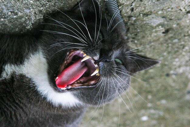 Foto close-up di un gatto che sbadiglia