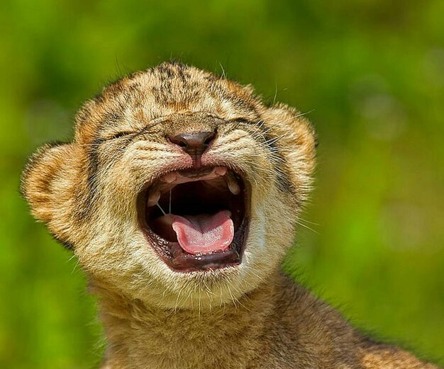 Photo close-up of cat yawning