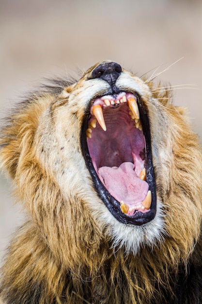 Photo close-up of cat yawning