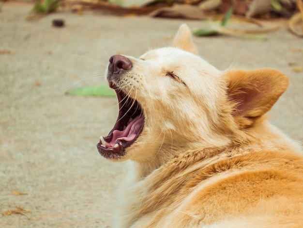 Photo close-up of a cat yawning