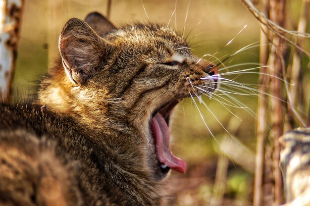 Photo close-up of cat yawning