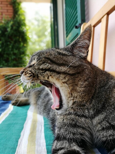 Photo close-up of cat yawning