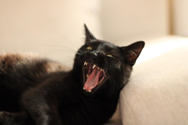 Photo close-up of cat yawning