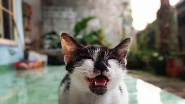 Close-up of cat yawning