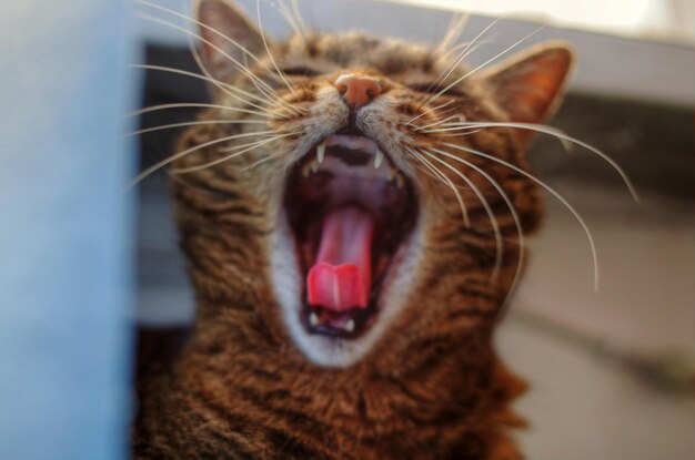 Photo close-up of cat yawning