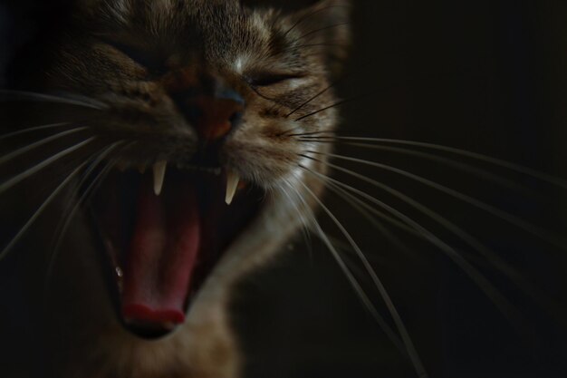 Photo close-up of cat yawning