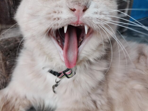 Photo close-up of cat yawning