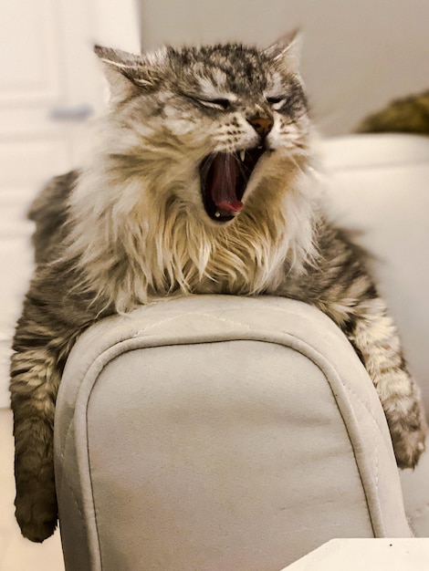Близкий план зевающей кошки