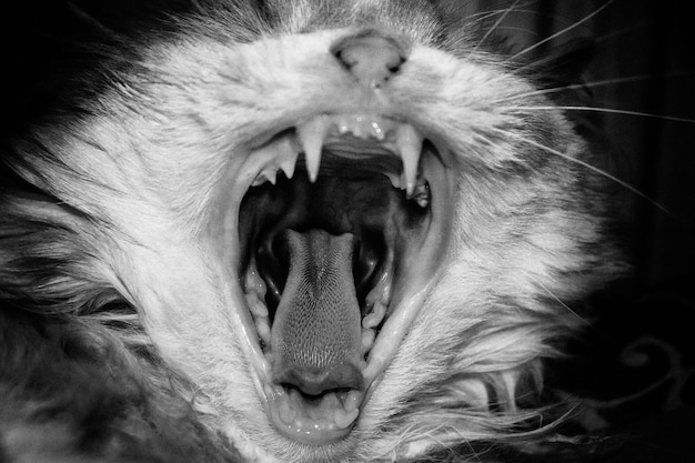 Photo close-up of cat yawning