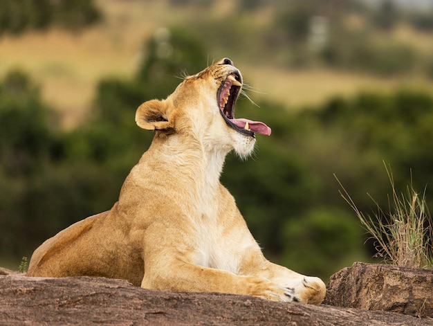 Photo close-up of a cat yawning