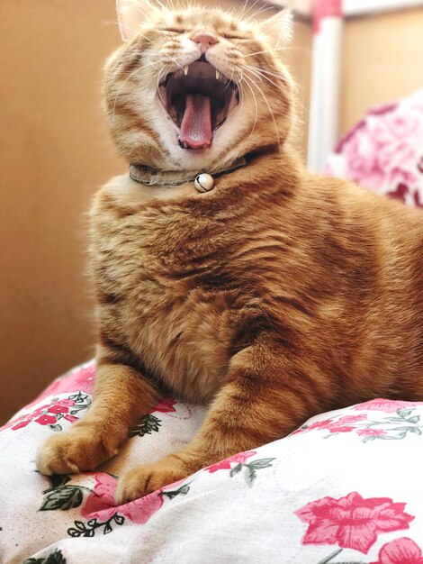 Foto close-up di un gatto che sbadiglia