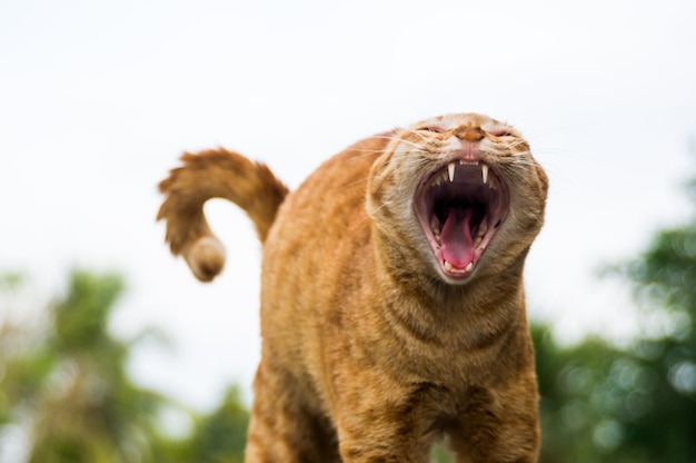 Photo close-up of cat yawning