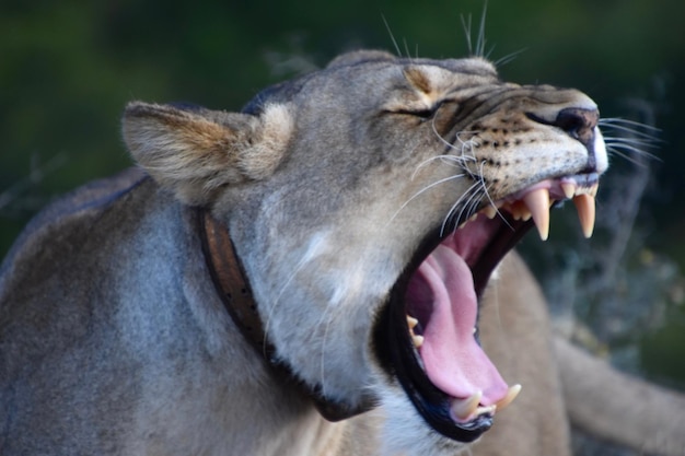 Photo close-up of a cat yawning