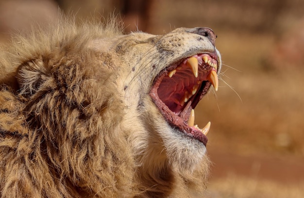 Photo close-up of cat yawning