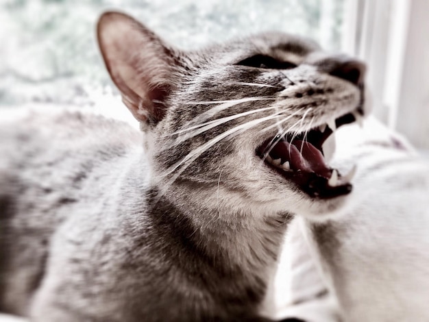 Foto close-up di un gatto che sbadiglia