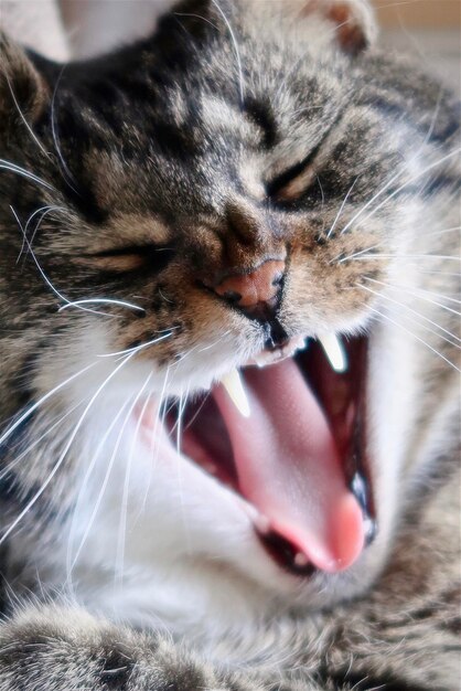 Foto close-up di un gatto che sbadiglia