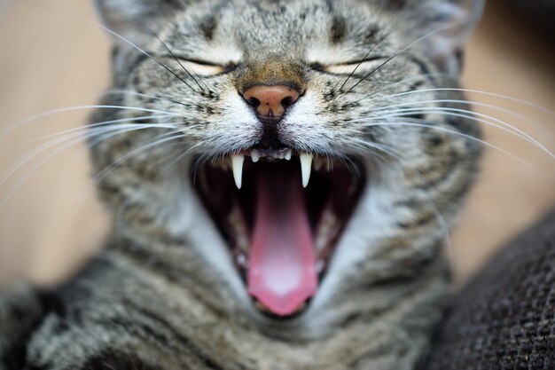 Photo close-up of cat yawning