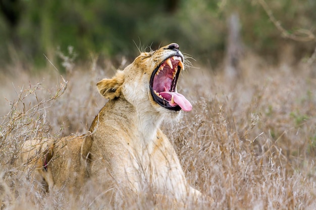 Photo close-up of a cat yawning