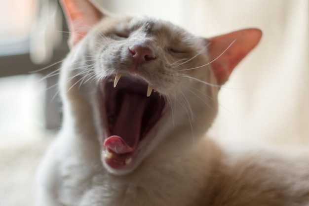 Близкий план зевающей кошки