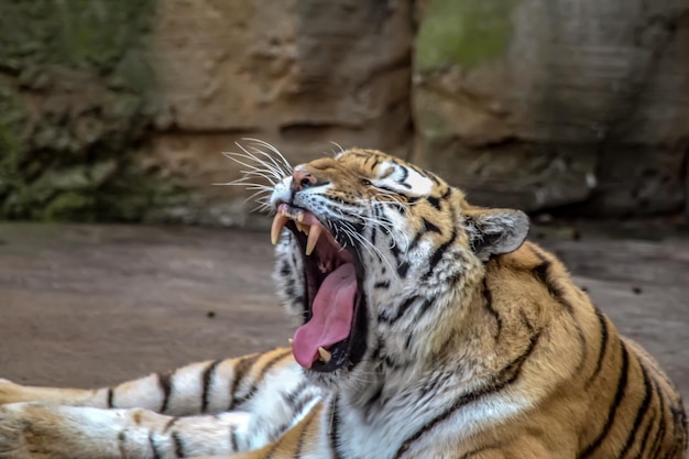 Foto close-up di un gatto che sbadiglia