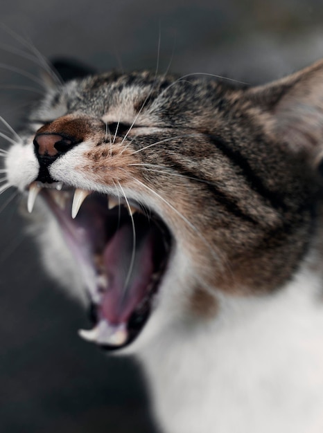 Photo close-up of cat yawning